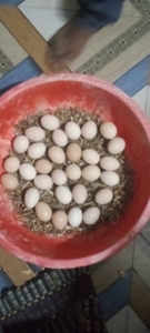 గుడ్లు