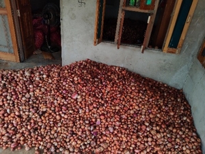 प्याज