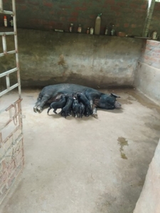 പന്നി