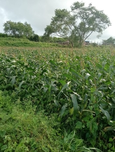 മധുരചോളം 