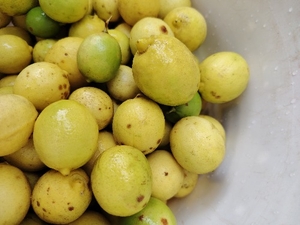 எலுமிச்சை