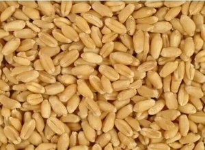 ഗെഹു