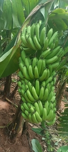 అరటిపండు
