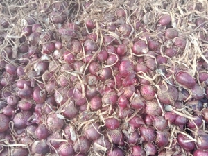 प्याज