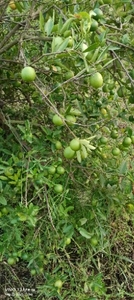 எலுமிச்சை
