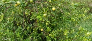 ഫോട്ടോ 4
