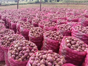 ఉల్లిపాయలు