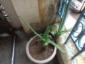 అలోవెరా