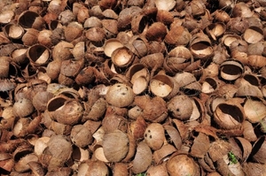 ತೆಂಗಿನಕಾಯಿ ಚಿಪ್ಪು