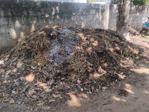 Cow dung