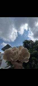 ಆಯ್ಸ್ಟರ್ ಮಶ್ರೂಮ್