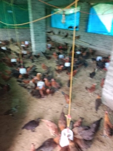 சோனாலி முர்கி