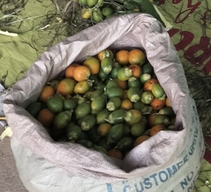 അരക്ക നട്ട്