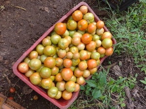 टमाटर