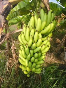 വാഴപ്പഴം