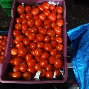 Tomato 