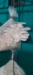 ಆಯ್ಸ್ಟರ್ ಮಶ್ರೂಮ್
