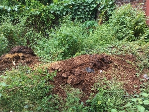 மாட்டு சாணம்