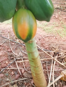 पपीता