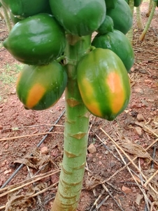 ఫోటో 2
