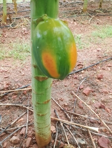 ఫోటో 3