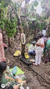 வாழைப்பழம்