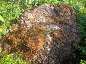 Cow dung