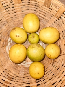 ನಿಂಬೆಹಣ್ಣು