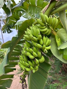 ಬಾಳೆಹಣ್ಣು