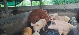 പന്നി