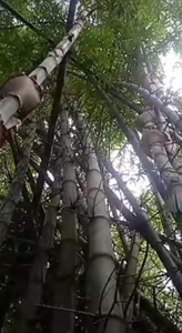 മുള