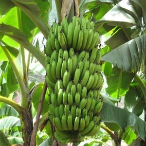 വാഴപ്പഴം