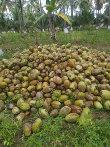 നാളികേരം