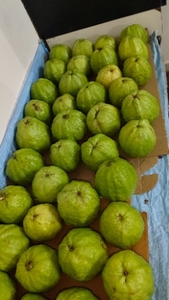 പേരയ്ക്ക