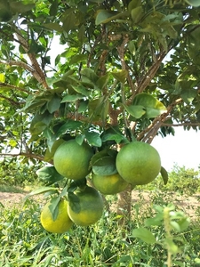 മൊസാമ്പി