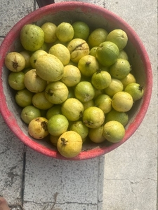 പേരയ്ക്ക