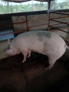 పంది
