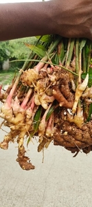 இஞ்சி