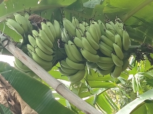 வாழைப்பழம்