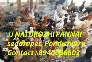 നാട്ടു കോഴി