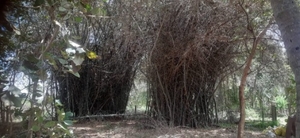 ಬಿದಿರು