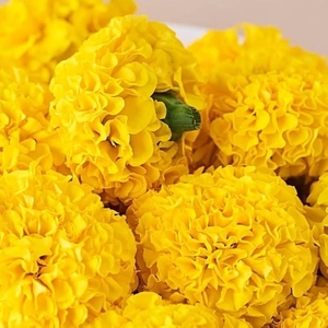 ജമന്തി
