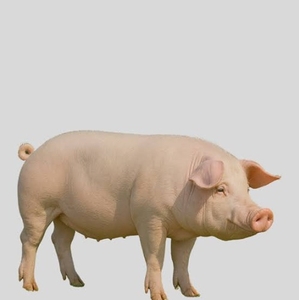 పందులు