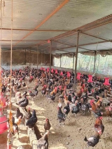 मुर्गा 