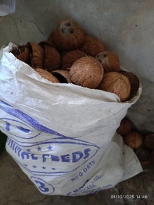 ತೆಂಗಿನಕಾಯಿ ಚಿಪ್ಪು