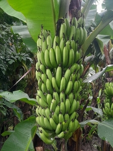 Banana