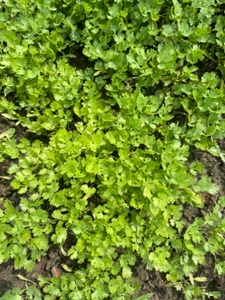 ಕೊತ್ತಂಬರಿ ಸೊಪ್ಪು