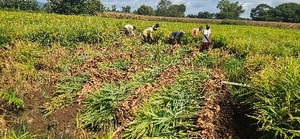 ಶುಂಠಿ