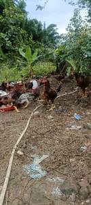 മുർഗ
