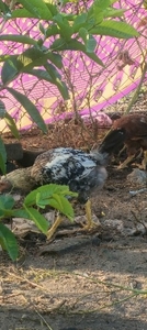 ഫോട്ടോ 5